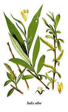 Ива белая (ветла)