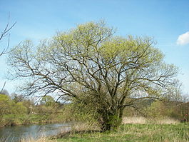 Ива белая (ветла)